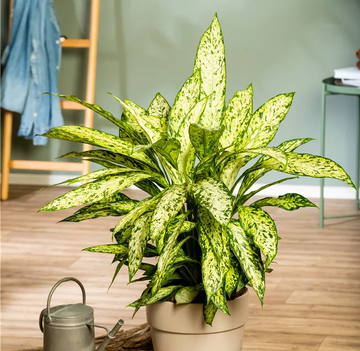 Dieffenbachie 'Vesuvius' Dieffenbachie 'Vesuvius'