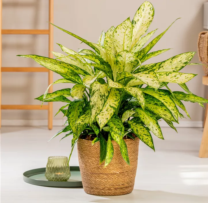 Dieffenbachie 'Vesuvius' Dieffenbachie 'Vesuvius'