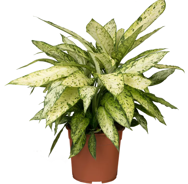 Dieffenbachie 'Vesuvius' Dieffenbachie 'Vesuvius'