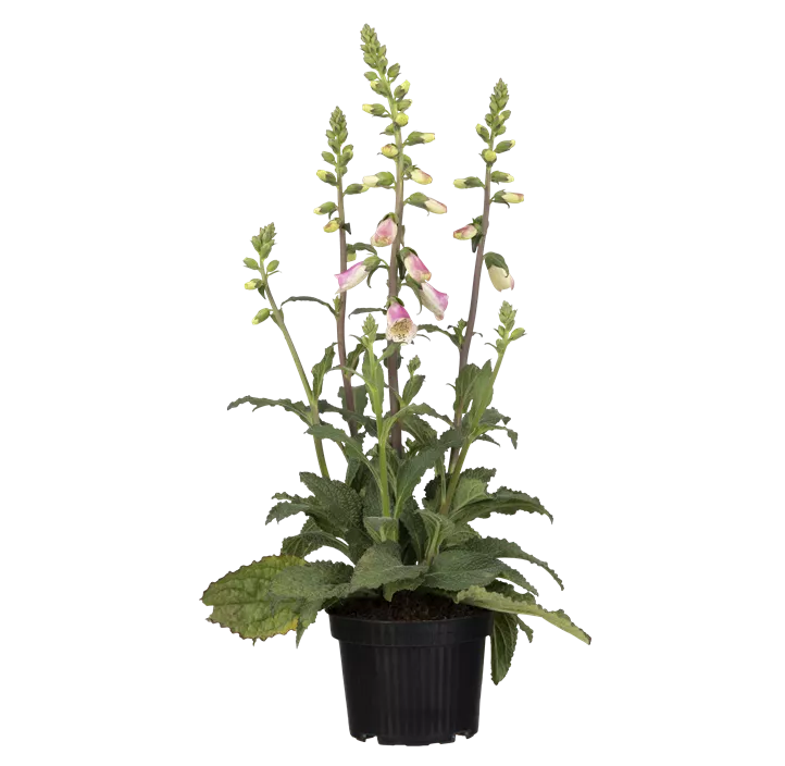 Garten-Fingerhut 'Pink Panther'