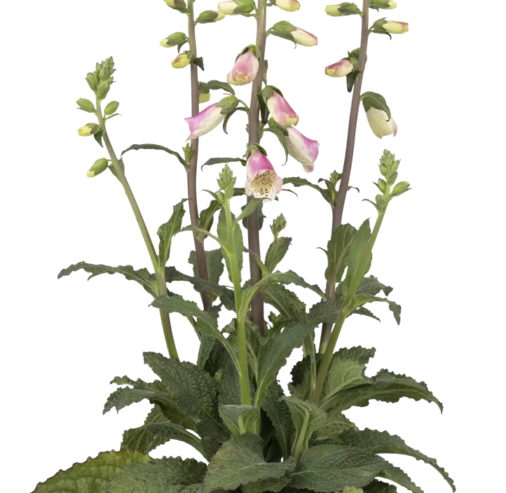 Garten-Fingerhut 'Pink Panther' Garten-Fingerhut 'Pink Panther'