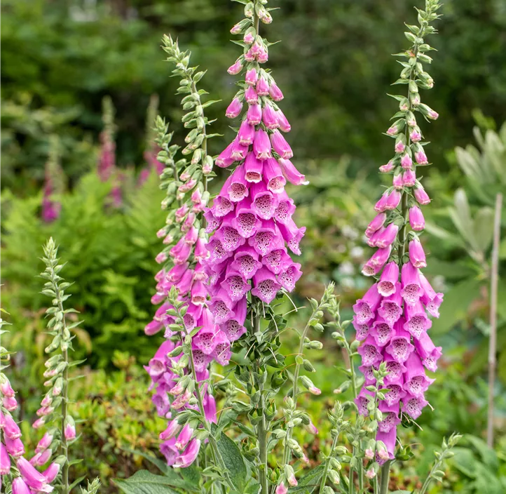 Garten-Fingerhut 'Pink Panther' Garten-Fingerhut 'Pink Panther'