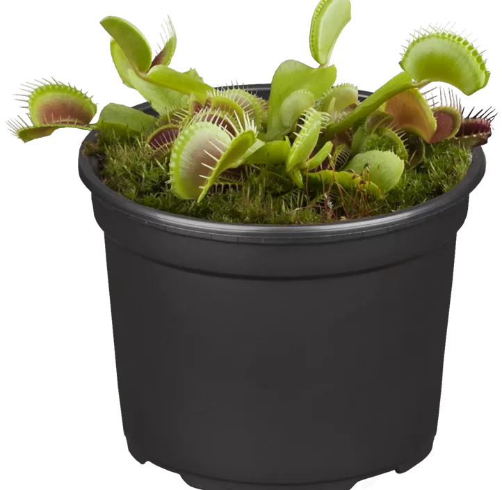 Venusfliegenfalle Venusfliegenfalle