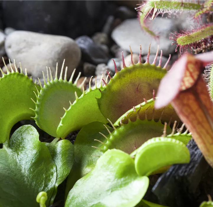 Venusfliegenfalle Venusfliegenfalle