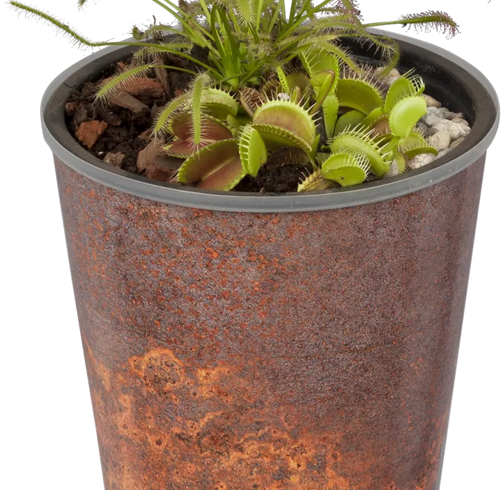 Venusfliegenfalle Venusfliegenfalle