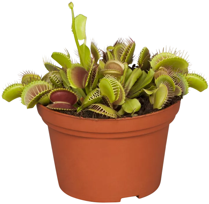 Venusfliegenfalle Venusfliegenfalle