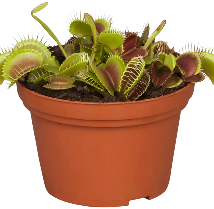 Venusfliegenfalle Venusfliegenfalle