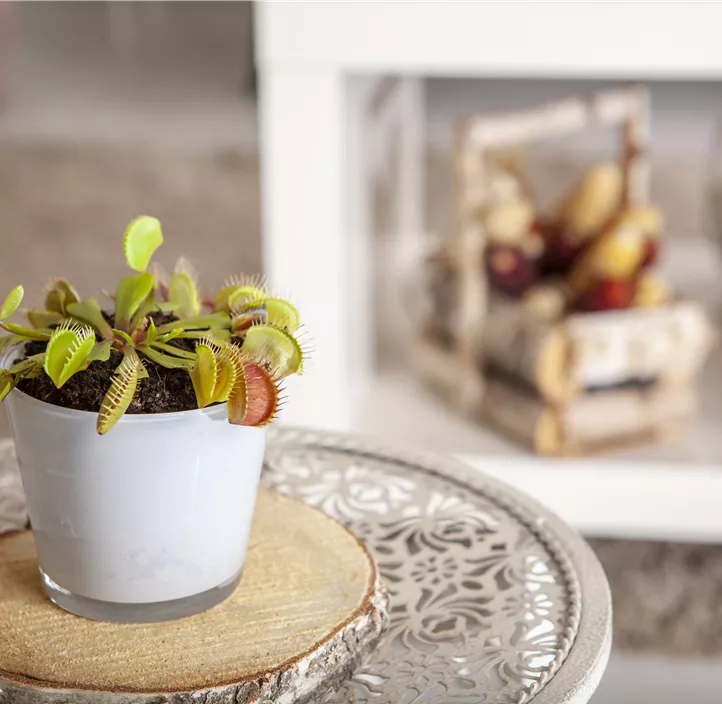 Venusfliegenfalle Venusfliegenfalle