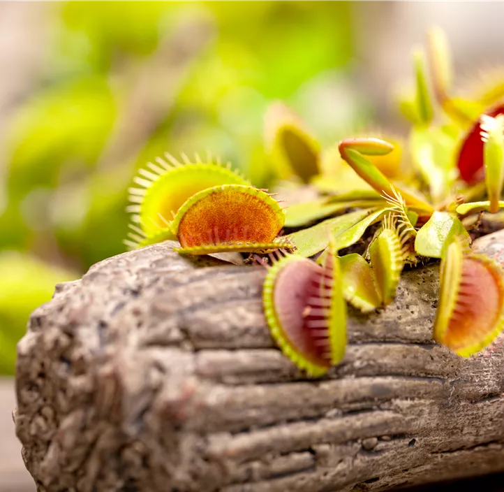 Venusfliegenfalle Venusfliegenfalle