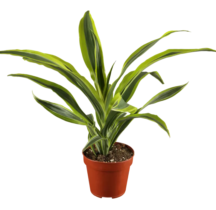 Drachenbaum 'Surprise' Drachenbaum 'Surprise'