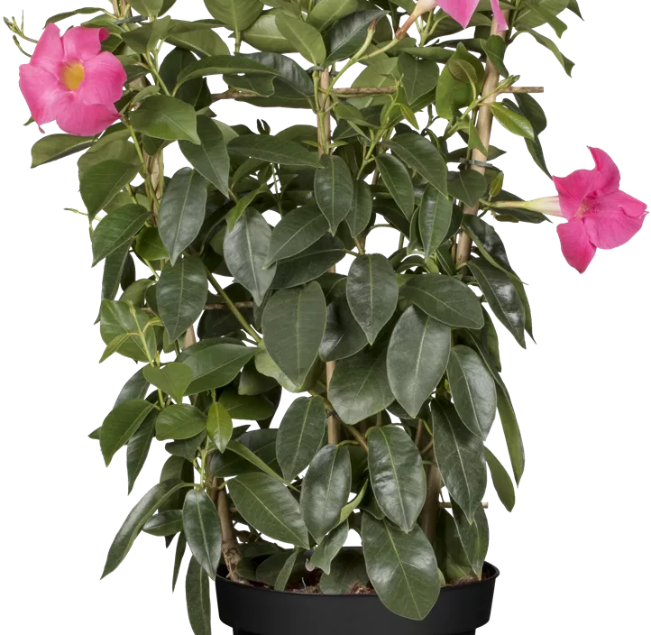 Dipladenia 'Sundaville® Rio' Dipladenia 'Sundaville® Rio'