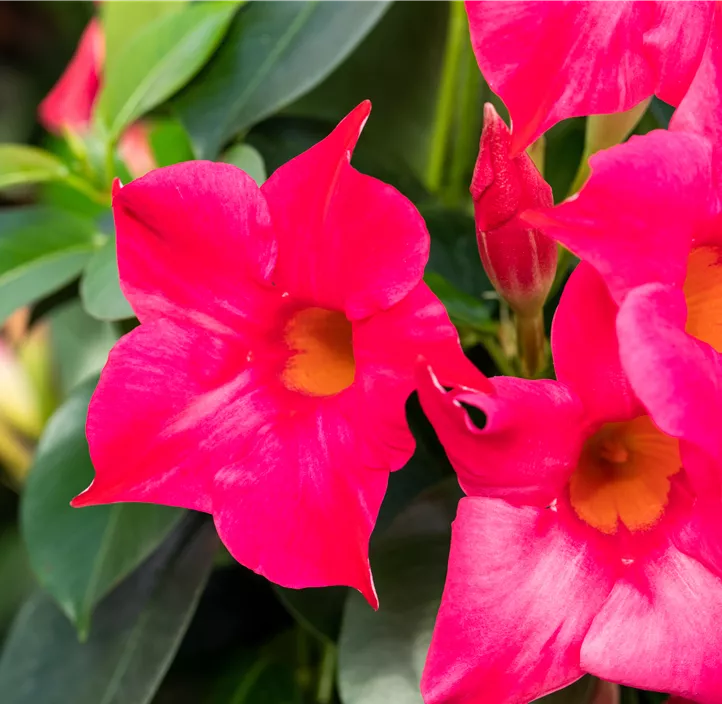 Dipladenia 'Sundaville®' Dipladenia 'Sundaville®'