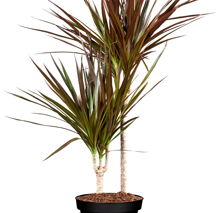 Drachenbaum 'Magenta' Drachenbaum 'Magenta'