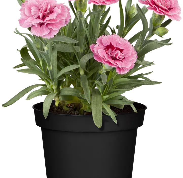 Gartennelke 'Teneriffa' Gartennelke 'Teneriffa'