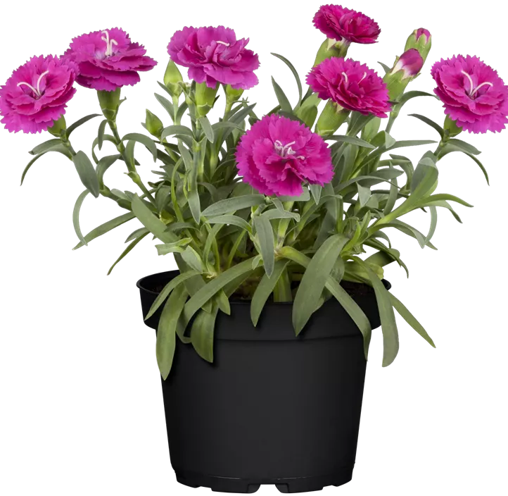 Gartennelke 'Teneriffa' Gartennelke 'Teneriffa'