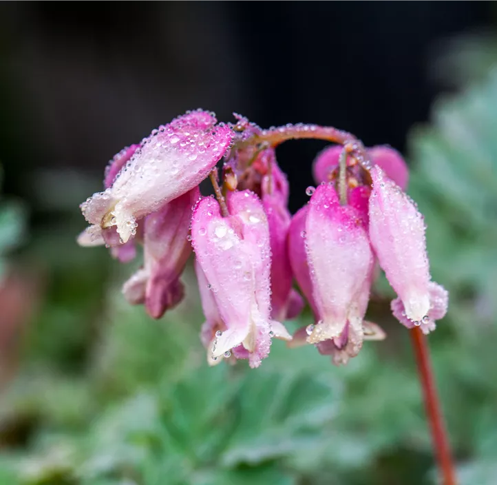 Zwerg-Herzblume 'Pink Diamonds'