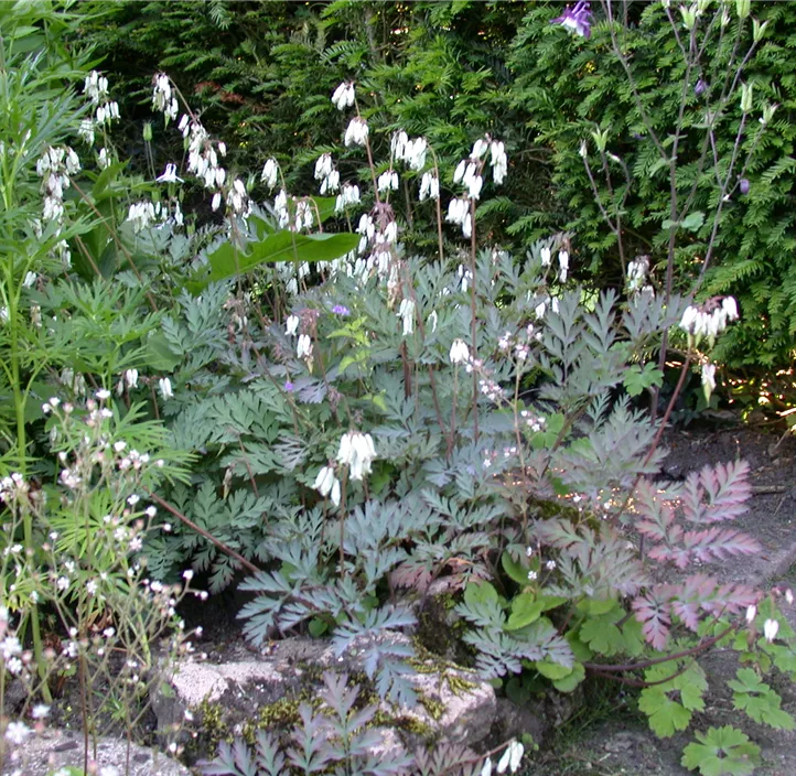 Zwerg-Herzblume 'Pink Diamonds'