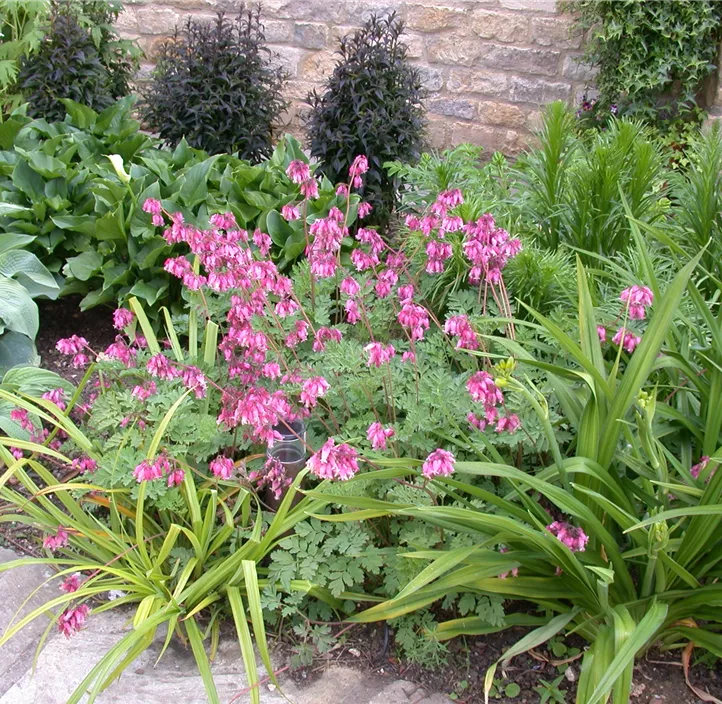 Zwerg-Herzblume 'Pink Diamonds'