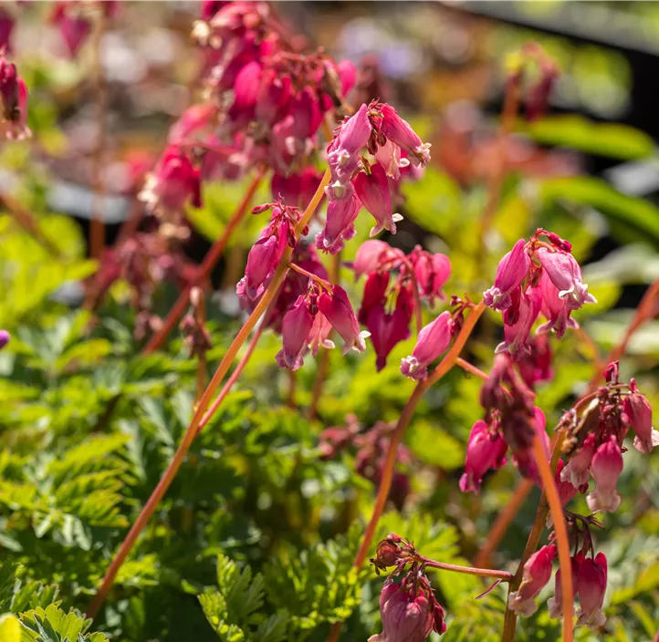 Zwerg-Herzblume 'Pink Diamonds'