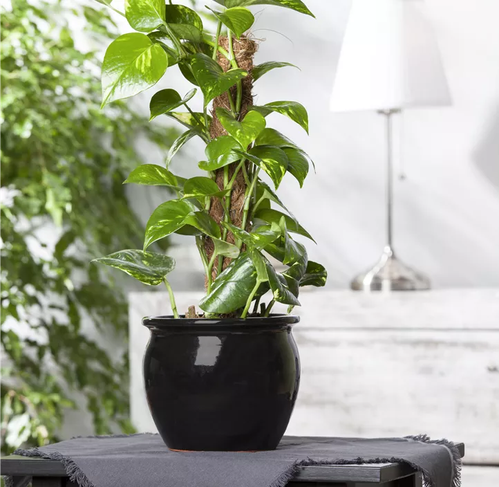 Goldene Efeutute Goldene Efeutute