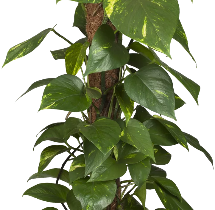 Goldene Efeutute Goldene Efeutute