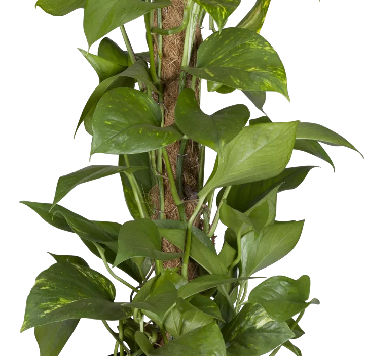 Goldene Efeutute Goldene Efeutute