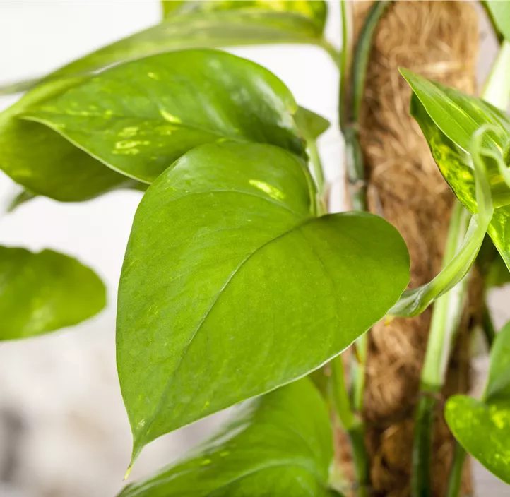 Goldene Efeutute Goldene Efeutute