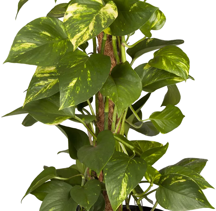 Goldene Efeutute Goldene Efeutute