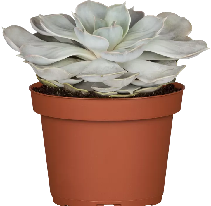 Echeverie 'Purple Pearl' Echeverie 'Purple Pearl'