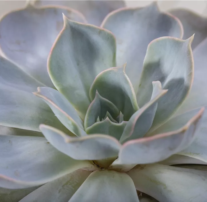 Echeverie 'Purple Pearl' Echeverie 'Purple Pearl'