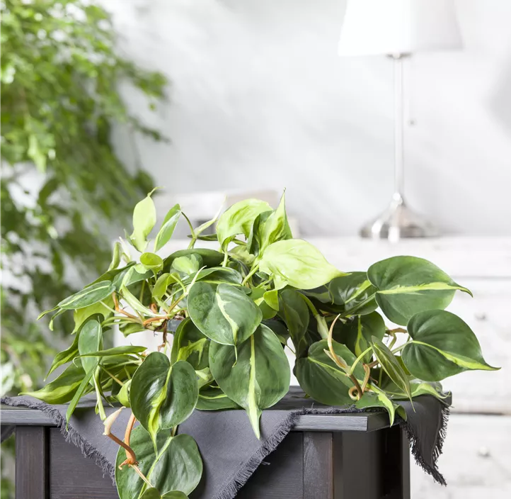 Goldene Efeutute Goldene Efeutute