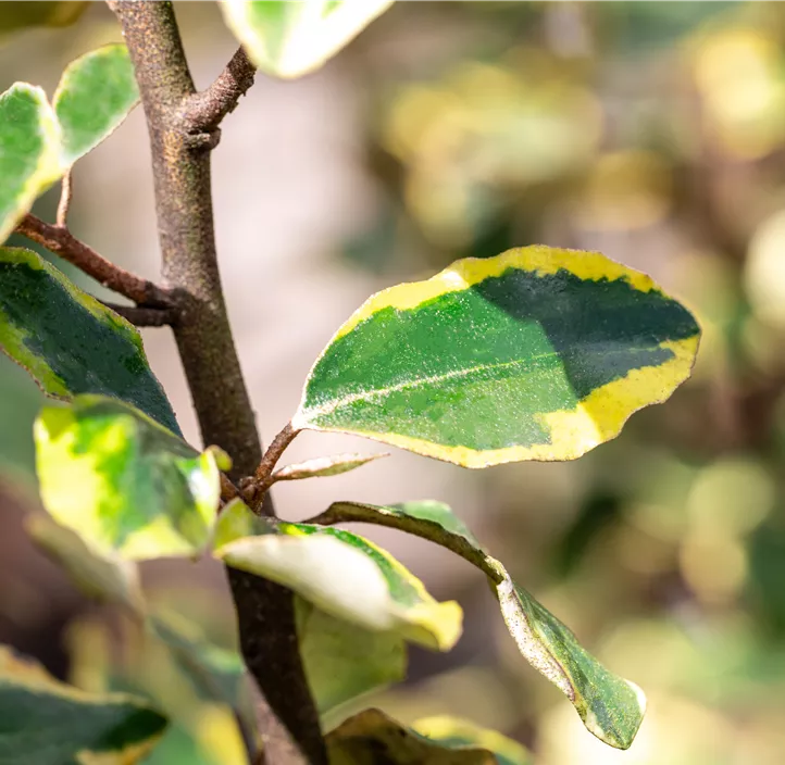 Immergrüne Ölweide 'Vivileg'