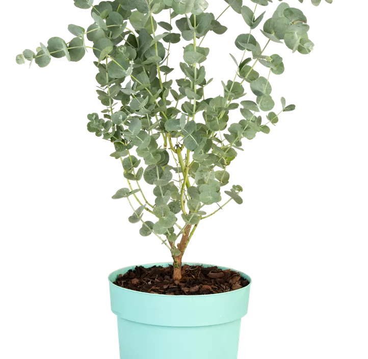 Echter Eukalyptus 'Azura' Echter Eukalyptus 'Azura'