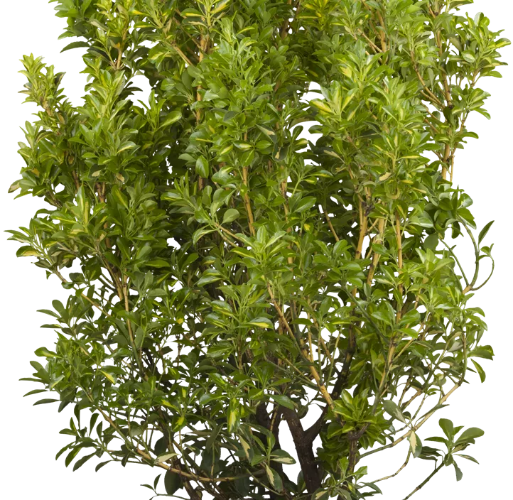 Gelbbunte Japanspindel 'Aureopictus'