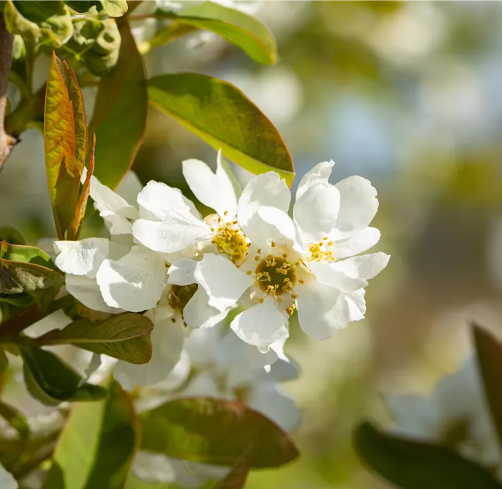 Prunkspiere 'Snow Day® Blizzard' Prunkspiere 'Snow Day® Blizzard'