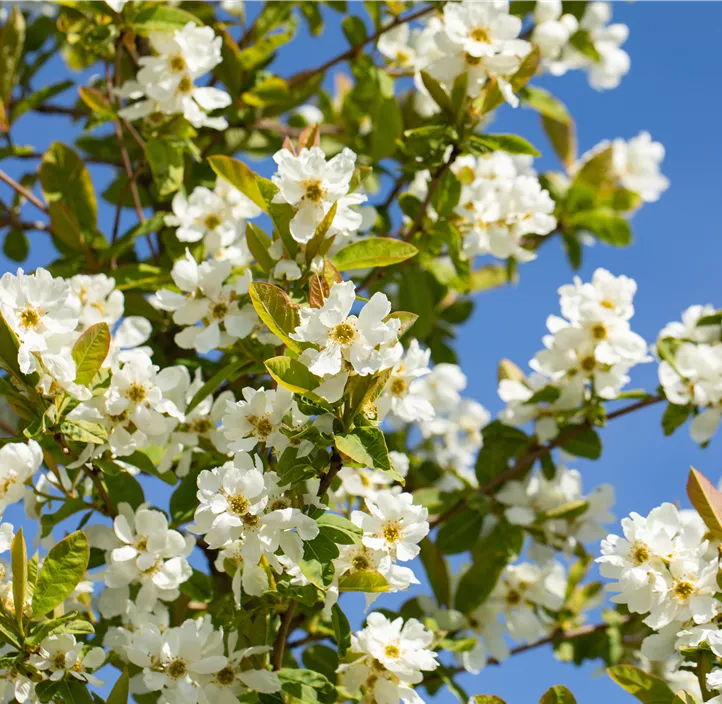 Prunkspiere 'Snow Day® Blizzard' Prunkspiere 'Snow Day® Blizzard'