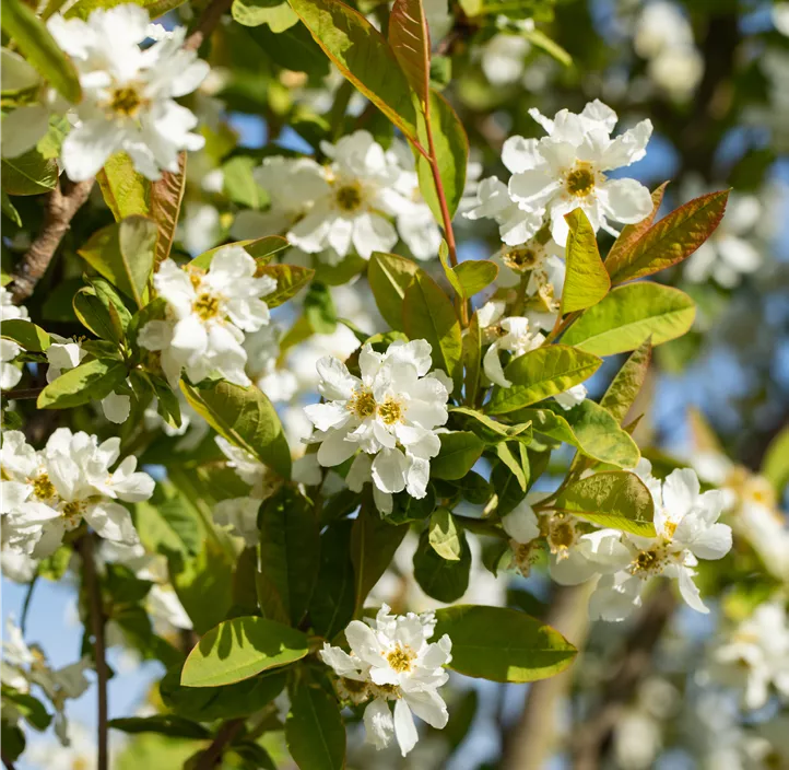 Prunkspiere 'Snow Day® Blizzard' Prunkspiere 'Snow Day® Blizzard'