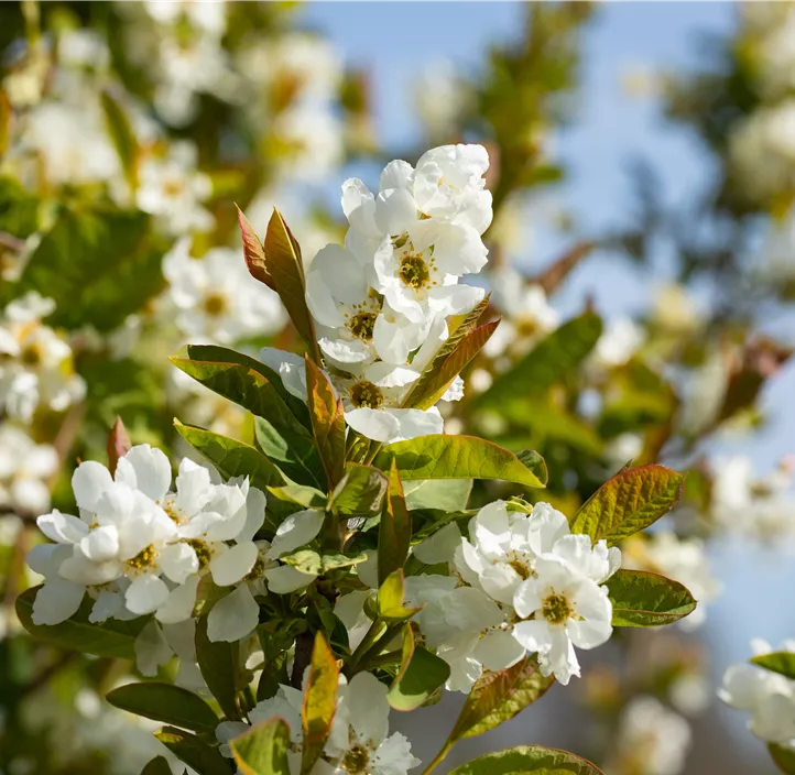 Prunkspiere 'Snow Day® Blizzard' Prunkspiere 'Snow Day® Blizzard'