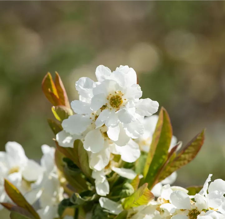 Prunkspiere 'Snow Day® Blizzard' Prunkspiere 'Snow Day® Blizzard'