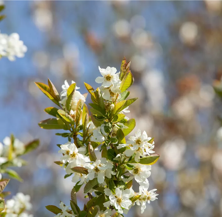 Prunkspiere 'Snow Day® Blizzard' Prunkspiere 'Snow Day® Blizzard'