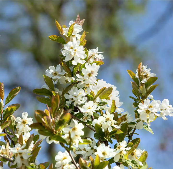 Prunkspiere 'Snow Day® Blizzard' Prunkspiere 'Snow Day® Blizzard'