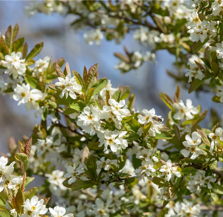 Prunkspiere 'Snow Day® Blizzard' Prunkspiere 'Snow Day® Blizzard'