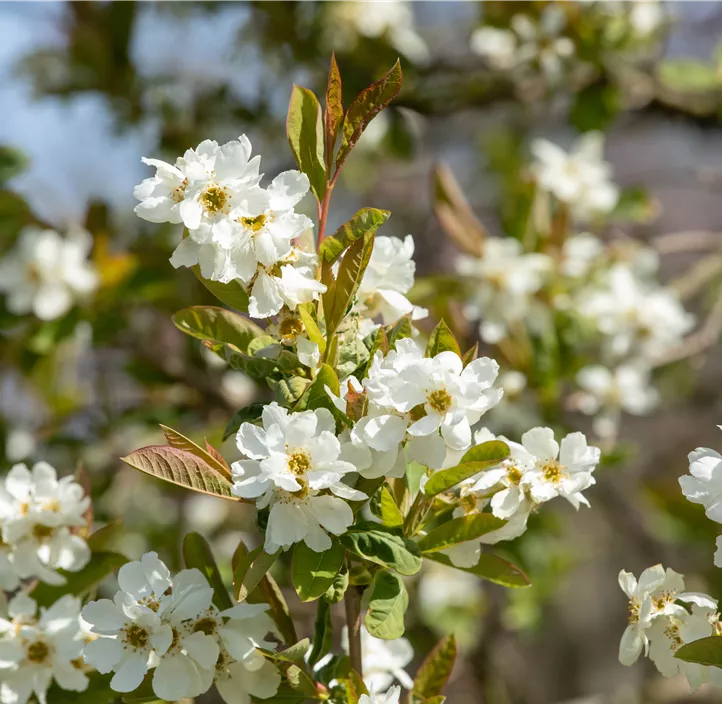 Prunkspiere 'Snow Day® Blizzard' Prunkspiere 'Snow Day® Blizzard'