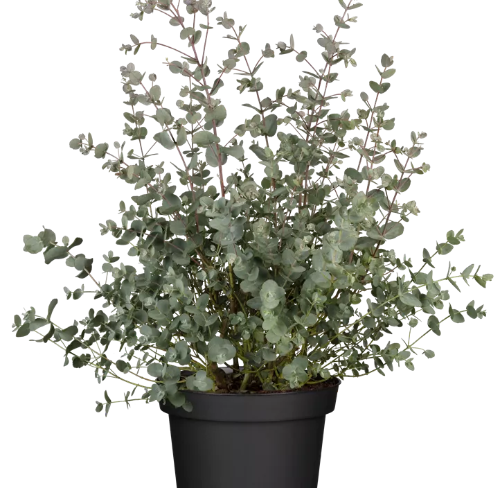 Echter Eukalyptus