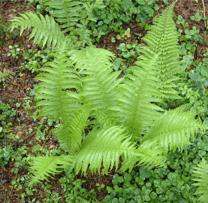 Garten-Farn Mix Garten-Farn Mix