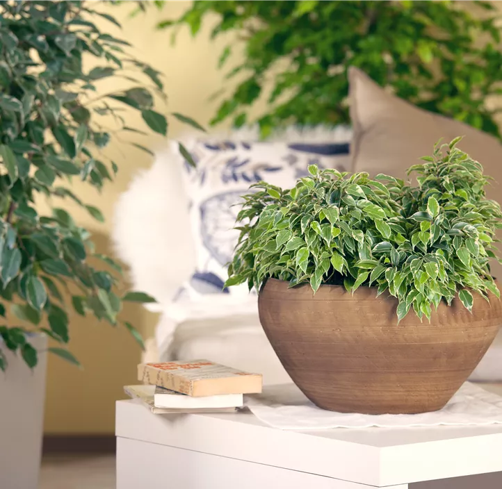 Birken-Feige 'Kinky' Birken-Feige 'Kinky'