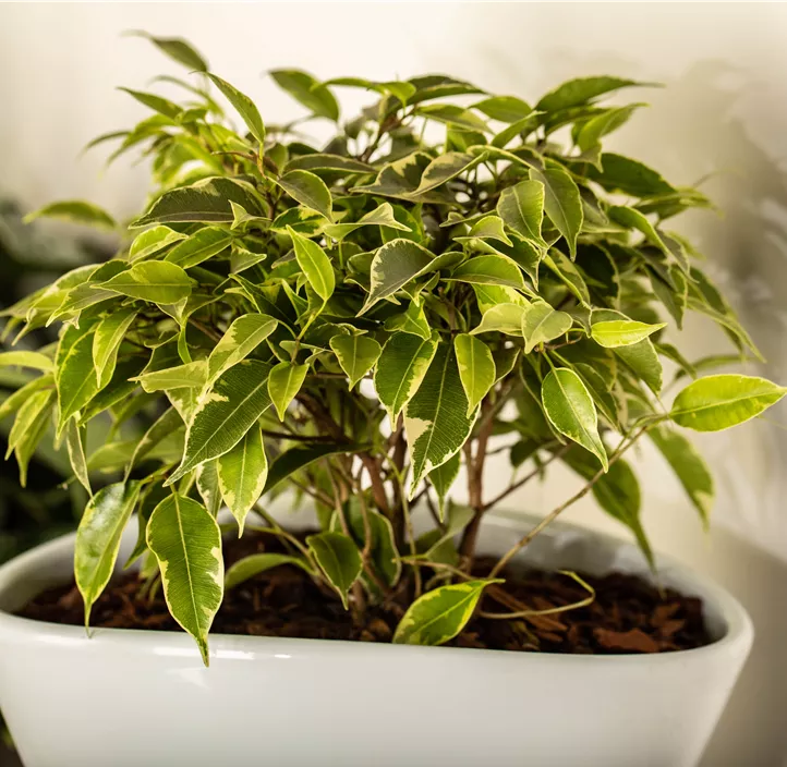 Birken-Feige 'Kinky' Birken-Feige 'Kinky'