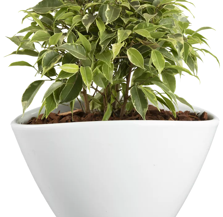 Birken-Feige 'Kinky' Birken-Feige 'Kinky'