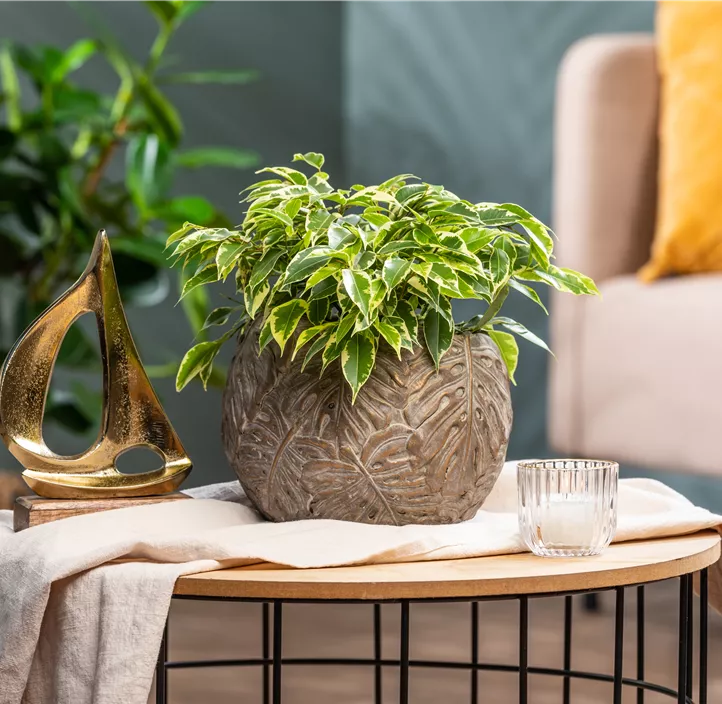 Birken-Feige 'Kinky' Birken-Feige 'Kinky'