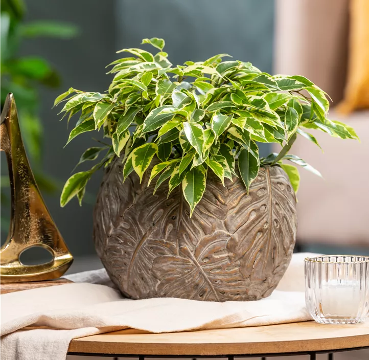 Birken-Feige 'Kinky' Birken-Feige 'Kinky'